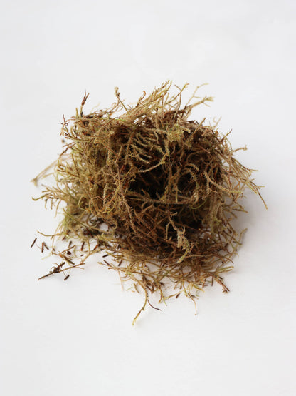 A small pile of sphagnum moss for Christmas wreath making on a neutral background.